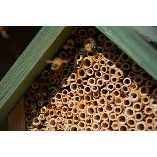 bienenhotel-reinigen-pflegen