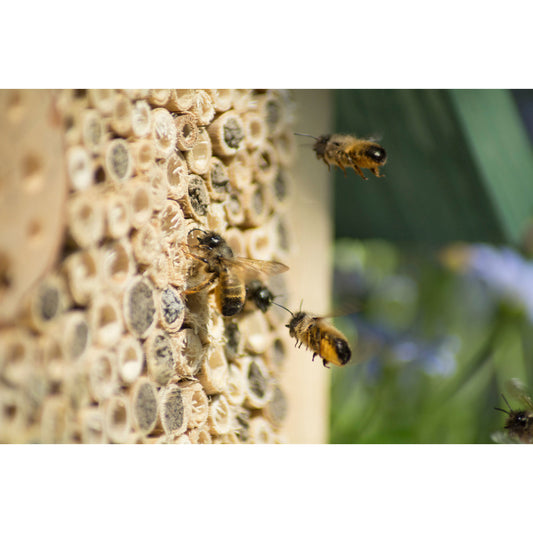 bienen-anlocken