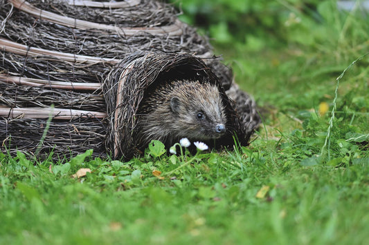 Wie locke ich Igel in meinen Garten? So wird dein Igelhaus zum gemütlichen Rückzugsort