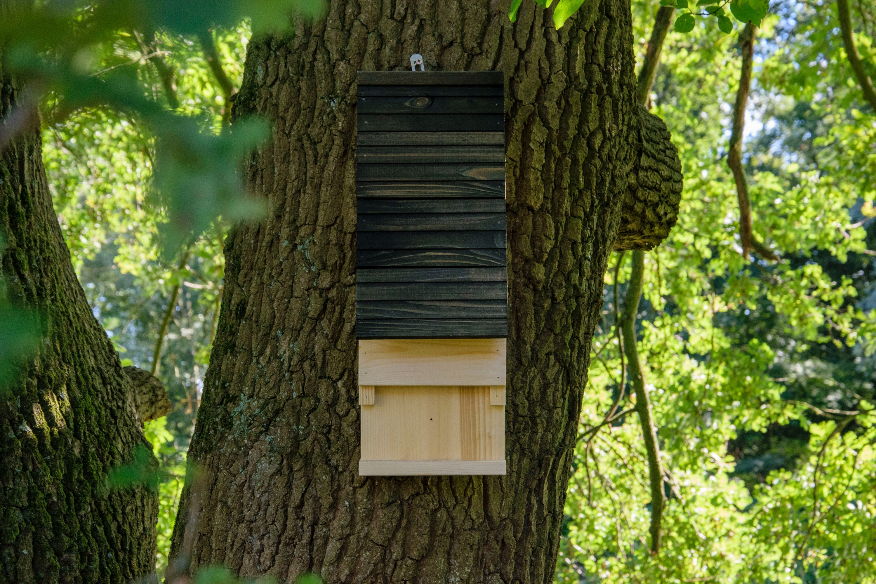 fledermauskasten richtig anbringen