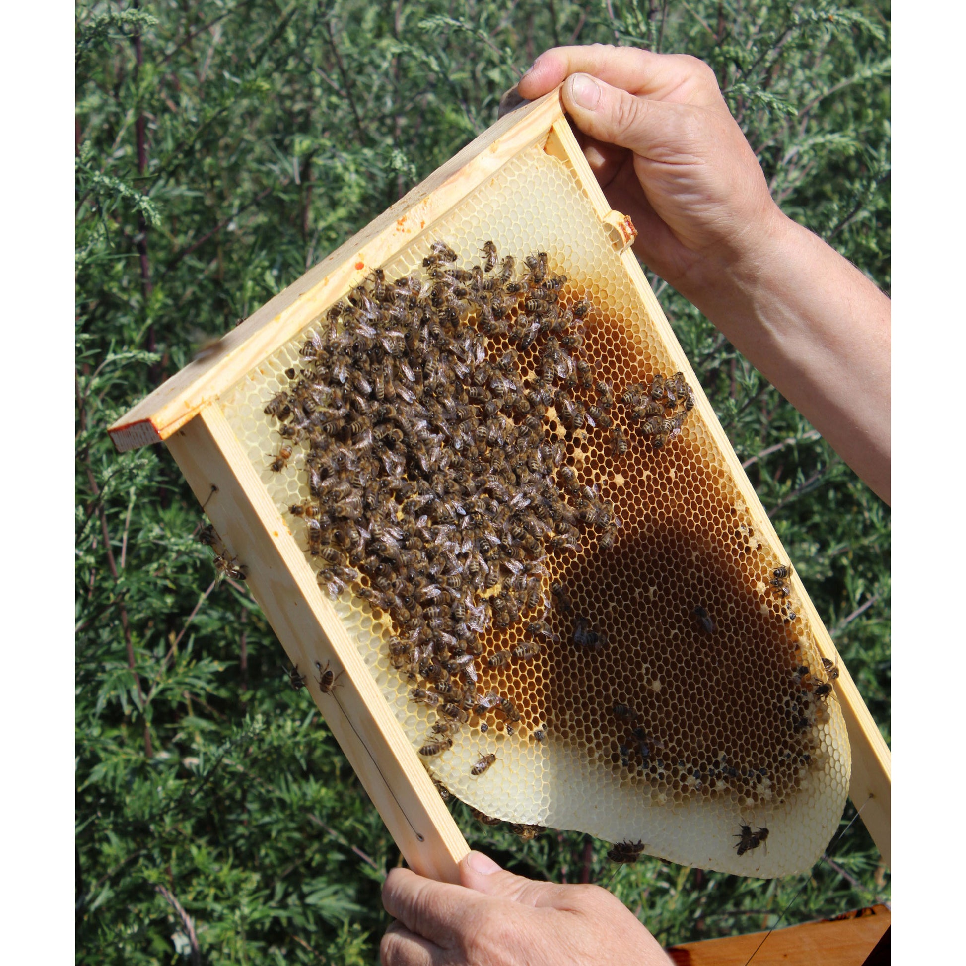 Innovative Bienenbeute mit optimaler Luftzirkulation und praktischer Konstruktion