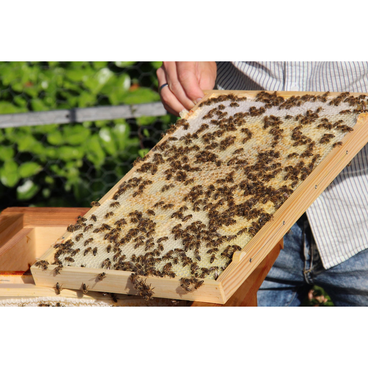 Langlebige Einraumbeute aus FSC®-zertifiziertem Holz mit integrierter Lüftung