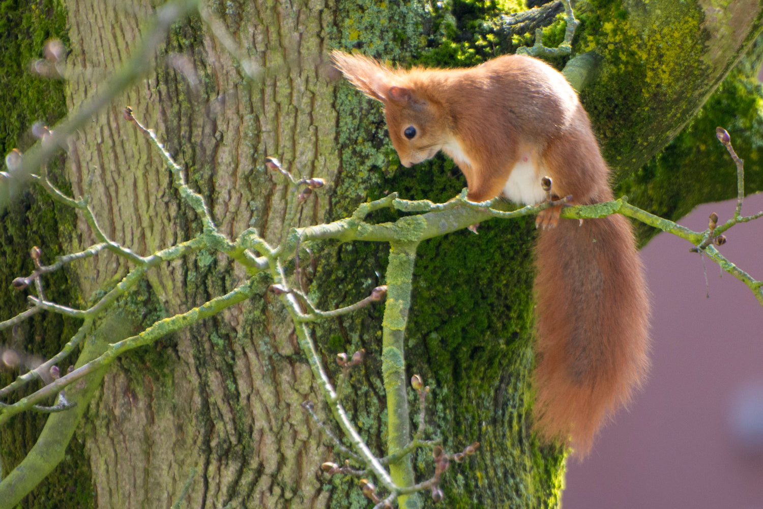 LUXUS-INSEKTENHOTELS | Eichhörnchen auf Baum