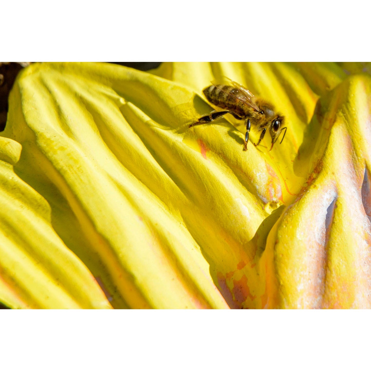 Dekorative Sonnenblumen-Wassertränke für Insekten – sicheres und langlebiges Wasserbad für Bienen und Schmetterlinge, perfekt für naturnahe Gärten.