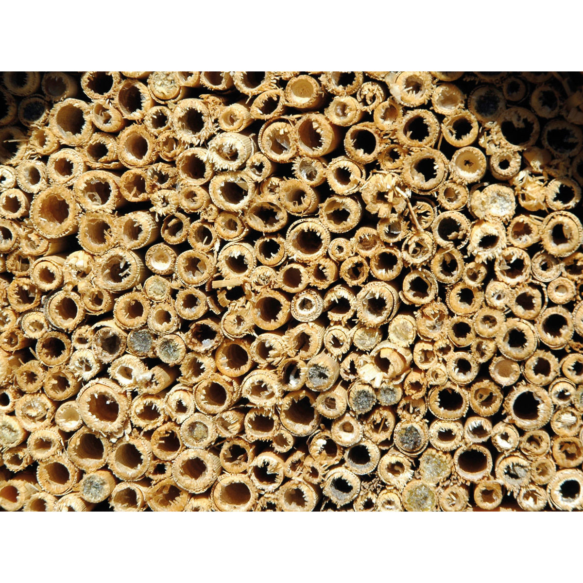Art. 22260e - Nisthilfe für Wildbienen mit Schilf