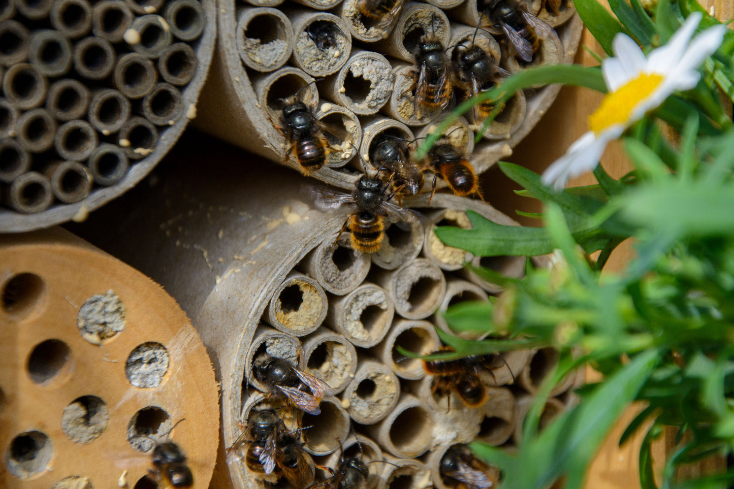 Art. 28296FSCe - Profi-Insektenhotel für Wildbienen mit Papierröhrchen