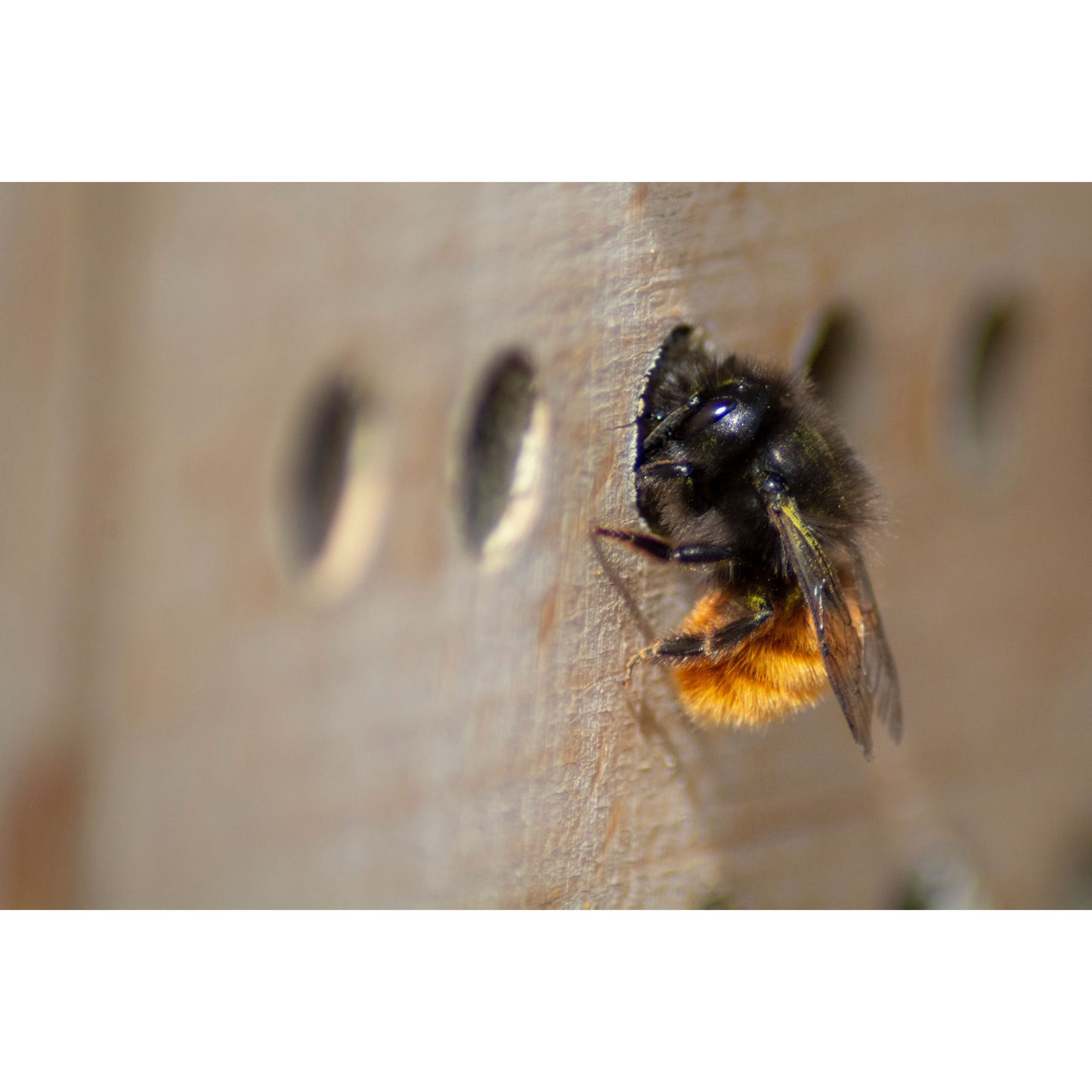 Art. 28410e - Großes Profi-Wildbienenhotel mit Schutzrahmen