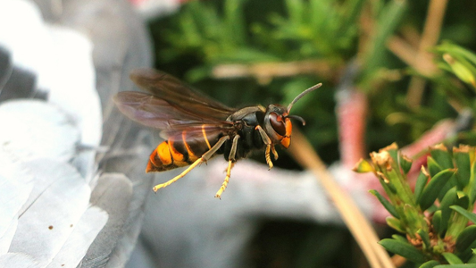 Asiatische Hornisse breitet sich aus - was Du jetzt wissen solltest