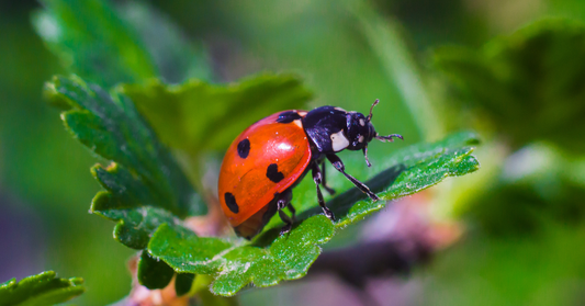 Marienkäfer im Winter – wie sie überleben und wo sie Schutz finden