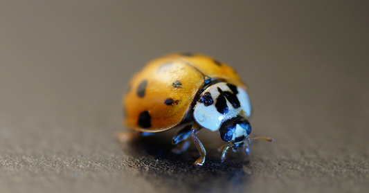 Asiatischer Marienkäfer: So erkennst du ihn & woran du ihn von heimischen Arten unterscheidest