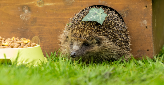 Igel im Winter: Wann du helfen solltest und wann nicht