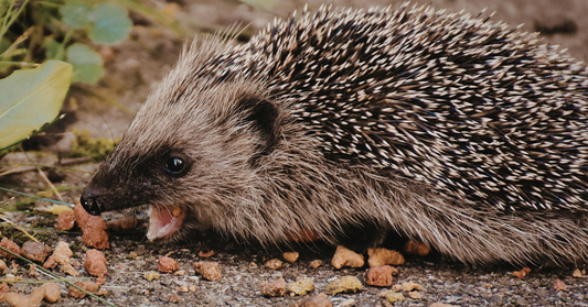 Igel füttern – wann es wirklich hilft und worauf du achten solltest