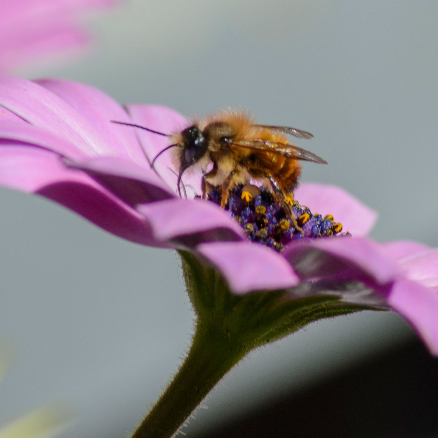 Art. 12980e - Bunte Insektentränke \