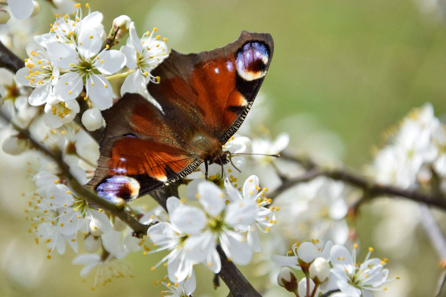 LUXSU-INSEKTENHOTELS | Schmetterling | Tagpfauenauge