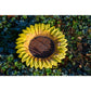 Art. 12980e - Bunte Insektentränke "Fiore" aus Keramik