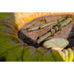 Art. 12980e - Bunte Insektentränke "Fiore" aus Keramik
