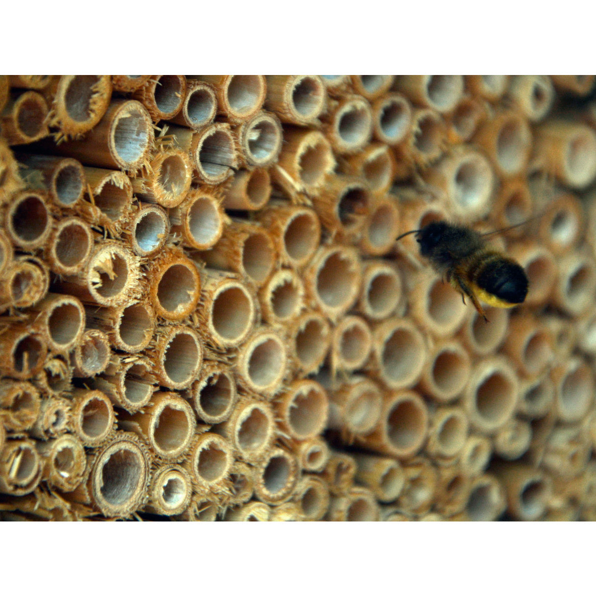 Art. 22260e - Nisthilfe für Wildbienen mit Schilf
