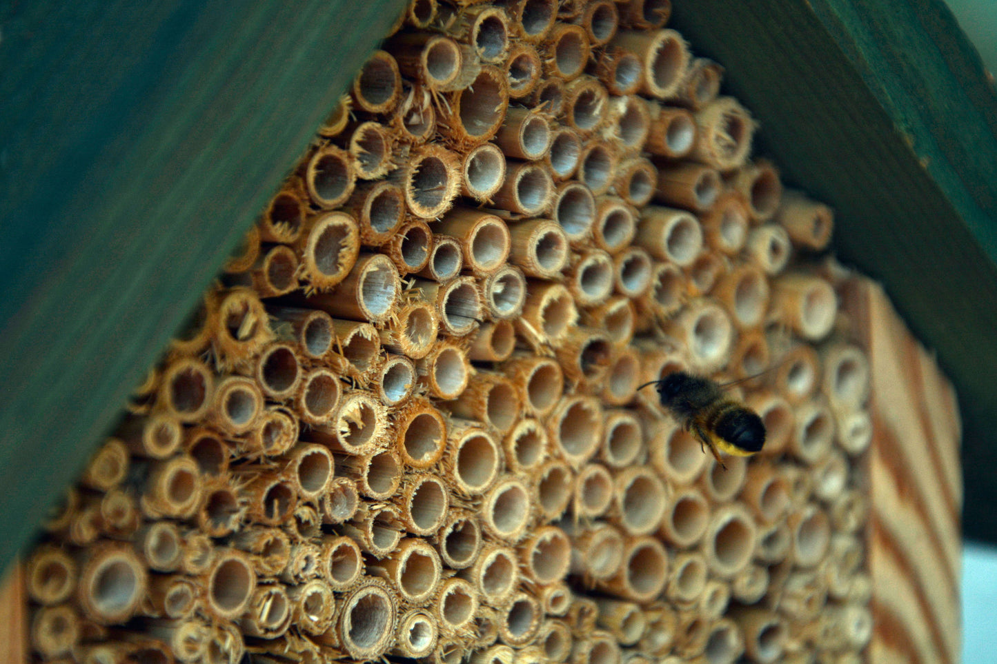Insektenhaus mit Schilfrohrhalmen für Bienen und Florfliegen (22621e)