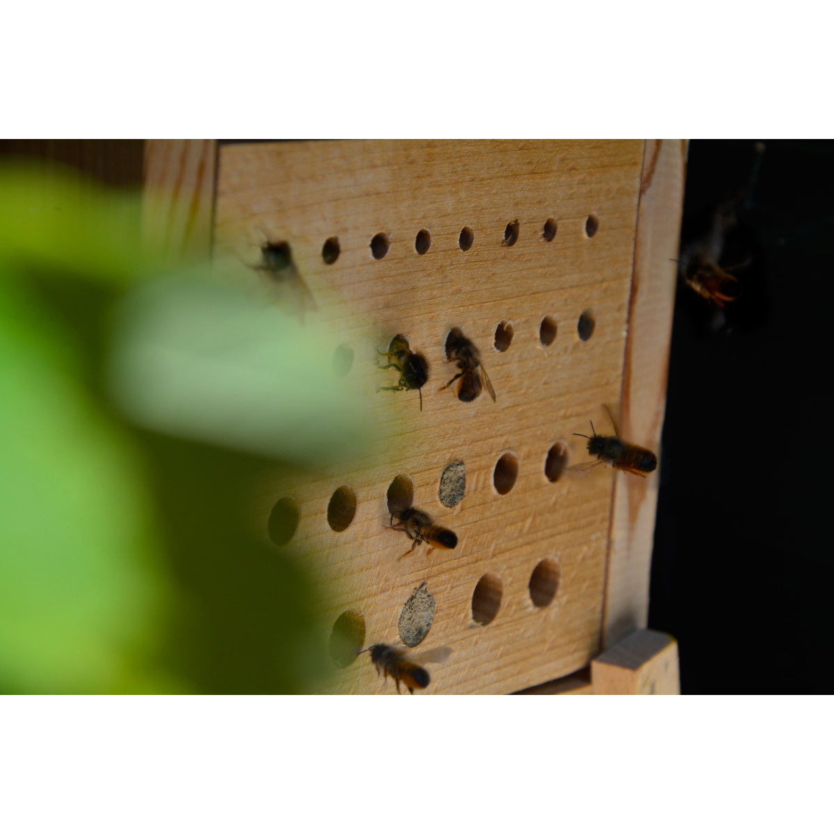 Art. 22623e - Bienenhaus "Maja" mit Beobachtungsschublade