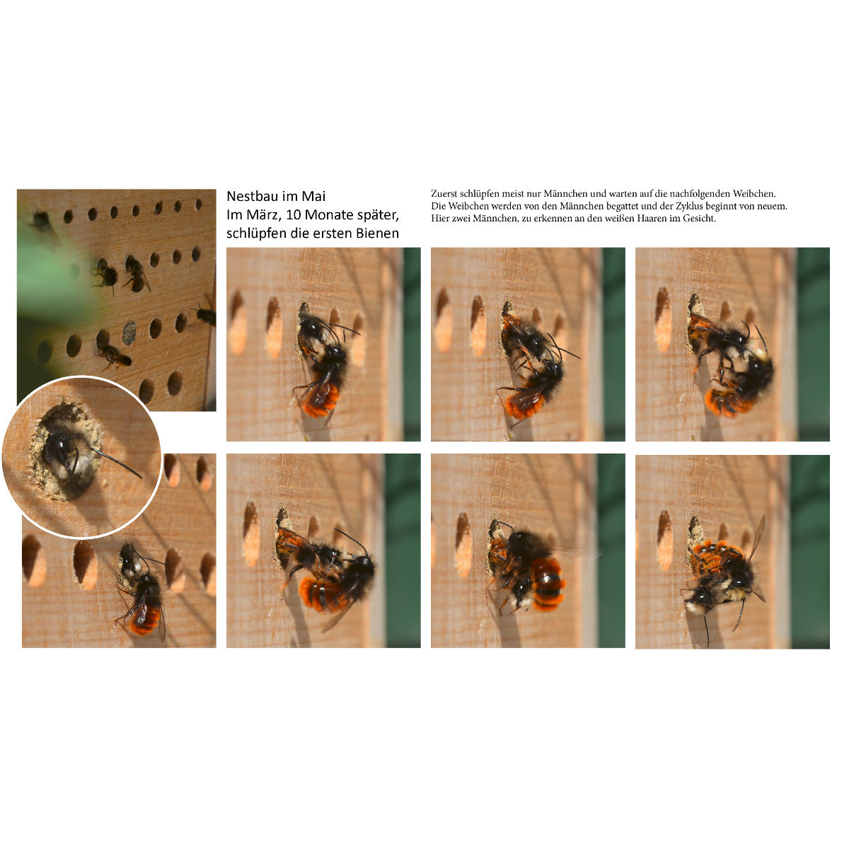 Art. 22642e - Bienenhaus "Maja" mit Beobachtungsschublade | Buche