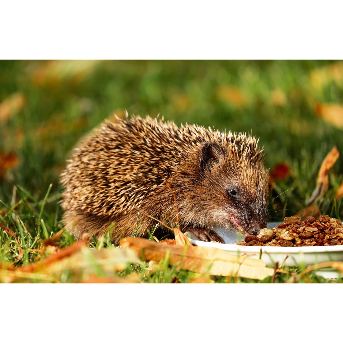 Natürliches Igelfutter zur artgerechten Ernährung und Wintervorbereitung der Igel
