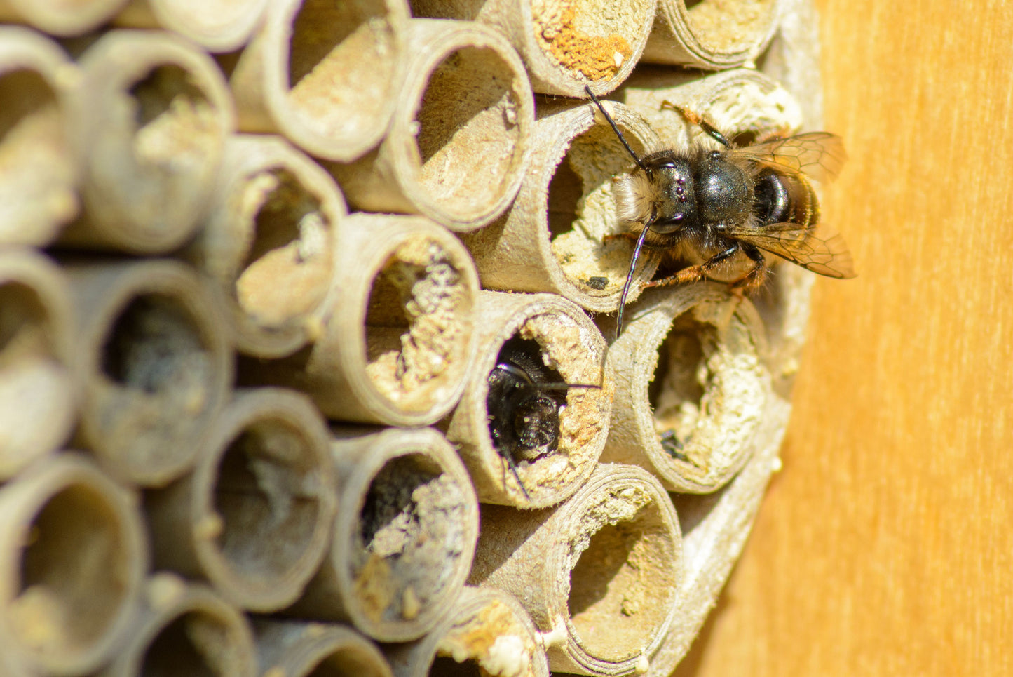 Art. 28296FSCe - Profi-Insektenhotel für Wildbienen mit Papierröhrchen